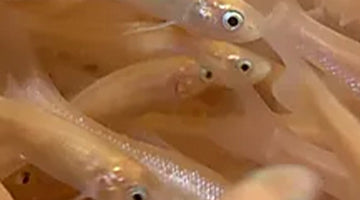 Rosy Red Minnows!
