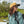 Bajio Ozello (OZE) Sunglasses (Small)
