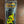 Erie Dearie Hog hunter 1/16 oz