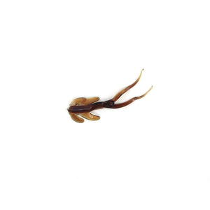 Clam Maki Matdi Soft Plastic Bait-Clam-Wind Rose North Ltd. Outfitters