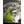 Panfish Pursuers P3 Plastics Minix-Panfish Pursuers-Wind Rose North Ltd. Outfitters