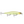 Rapala Shadow Rap SDR-11-Rapala-Wind Rose North Ltd. Outfitters