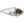 Strike King Red Eyed Shad-Strike King-Wind Rose North Ltd. Outfitters