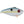 Strike King Red Eyed Shad-Strike King-Wind Rose North Ltd. Outfitters